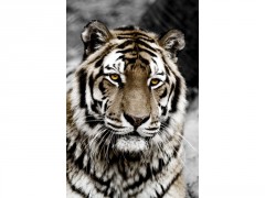 TOILE TIGER FACE 30X45