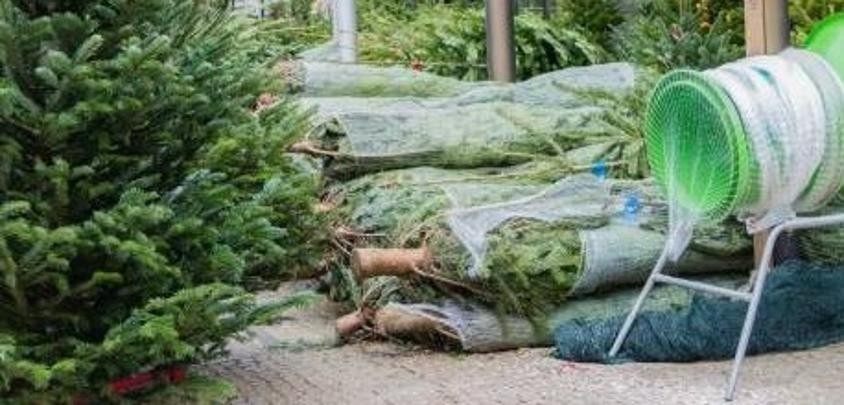 Nos sapins naturels Nordmann viennent d’arriver en magasin. Laissez la magie de Noël entrer chez vous !